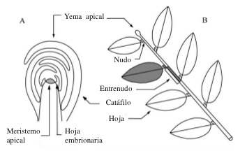 Cada eje con hojas (B) termina en un meristemo terminal habitualmente protegido en una yema apical (A). Cada tallo consta de una sucesión de metámeros: el conjunto compuesto por (1) un entrenudo, (2) un nudo (el punto de inserción de las hojas en el tallo) localizado en su punta y (3) sus correspondientes hoja o varias hojas y yemas laterales asociadas (en gris en A).