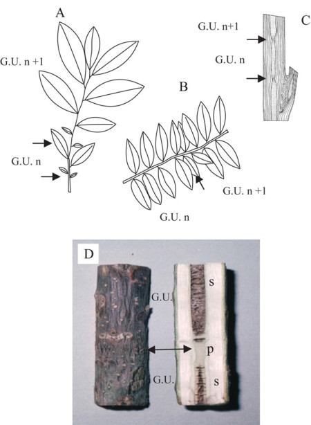 Sucesivas unidades de crecimiento  pueden estar delimitadas (flechas) sólo por cambios  más o menos marcados en el tamaño de la hoja (Virola michelii, A; Virola surinamentsis, B). En algunos casos el límite (flecha) entre dos unidades de crecimiento se muestra mediante una disminución del diámetro de la médula (Carapa procera, C) y/o incluso por la estructura de la médula como en Juglans sp. (D). G.U., unidad de crecimiento; “n”, “n+1”, sucesivos años teóricos de crecimiento; p, médula lisa; s, médula septada. 