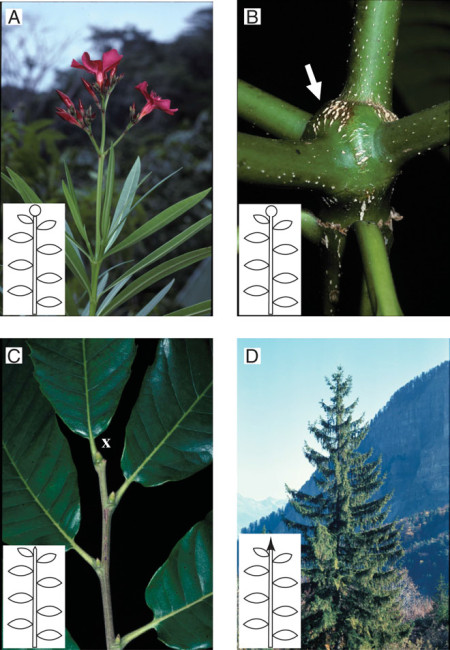 Figura 2. El crecimiento determinado corresponde a una transformación irreversible del meristemo apical, que puede ser debida a (A) la floración apical como en Nerium oleander, (B) parenquimatización (flecha) del meristemo apical como en Alstonia sp. o (C) muerte apical o abscisión (“X”) como en Castanea sativa. El crecimiento indeterminado corresponde al funcionamiento permanente del meristemo apical, como se ilustra con el tallo principal de Picea excelsa (D).